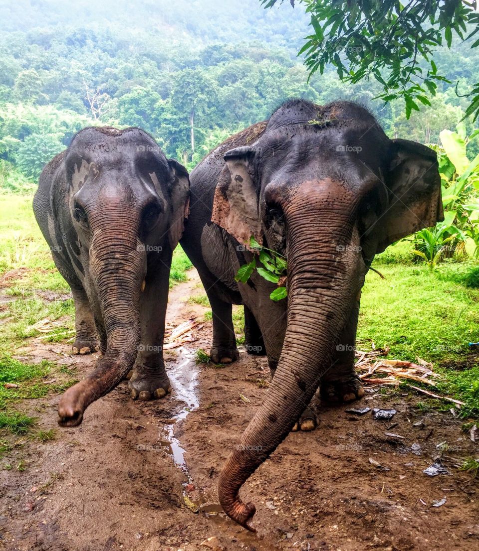 Conserve Natural Forests is a non-governmental organization that protects endangered species and their natural habitat. I had the privilege of helping care for these two sweethearts on site in Pai, Thailand.