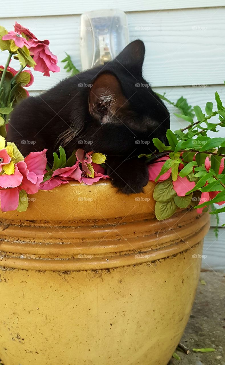 "Bob" asleep in the flower pot