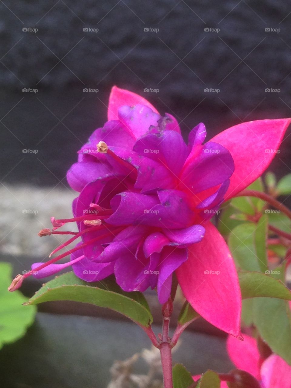 Fuchsia