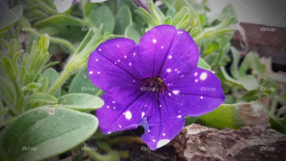 Speckled Petunia