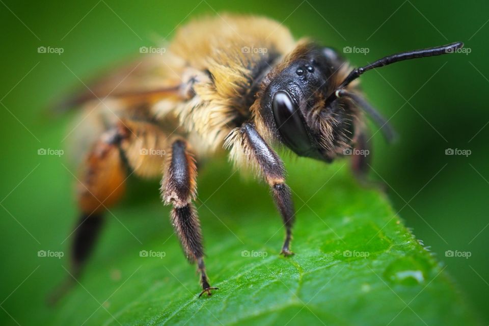 bee