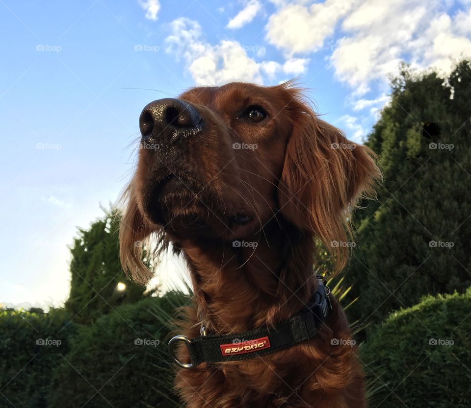Red Setter dog outside in the garden .. sat up in a smart pose .. waiting for a dig biscuit ...