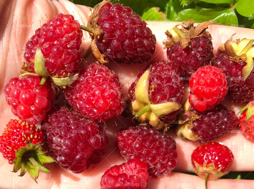 Red berries on hand