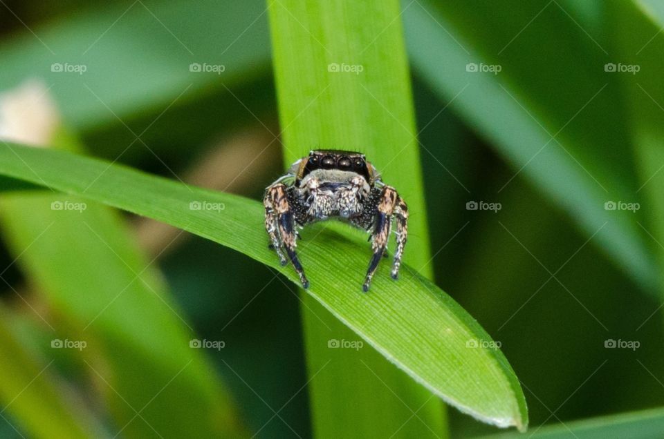 Jumping spider
