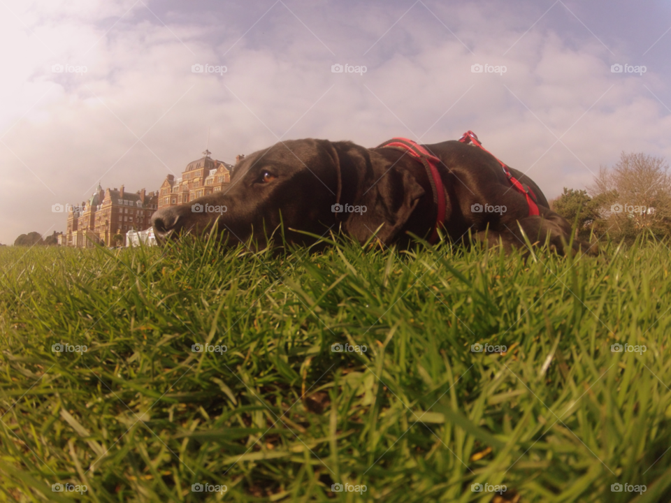 dog green grass black dog folkestone by leonbritton123