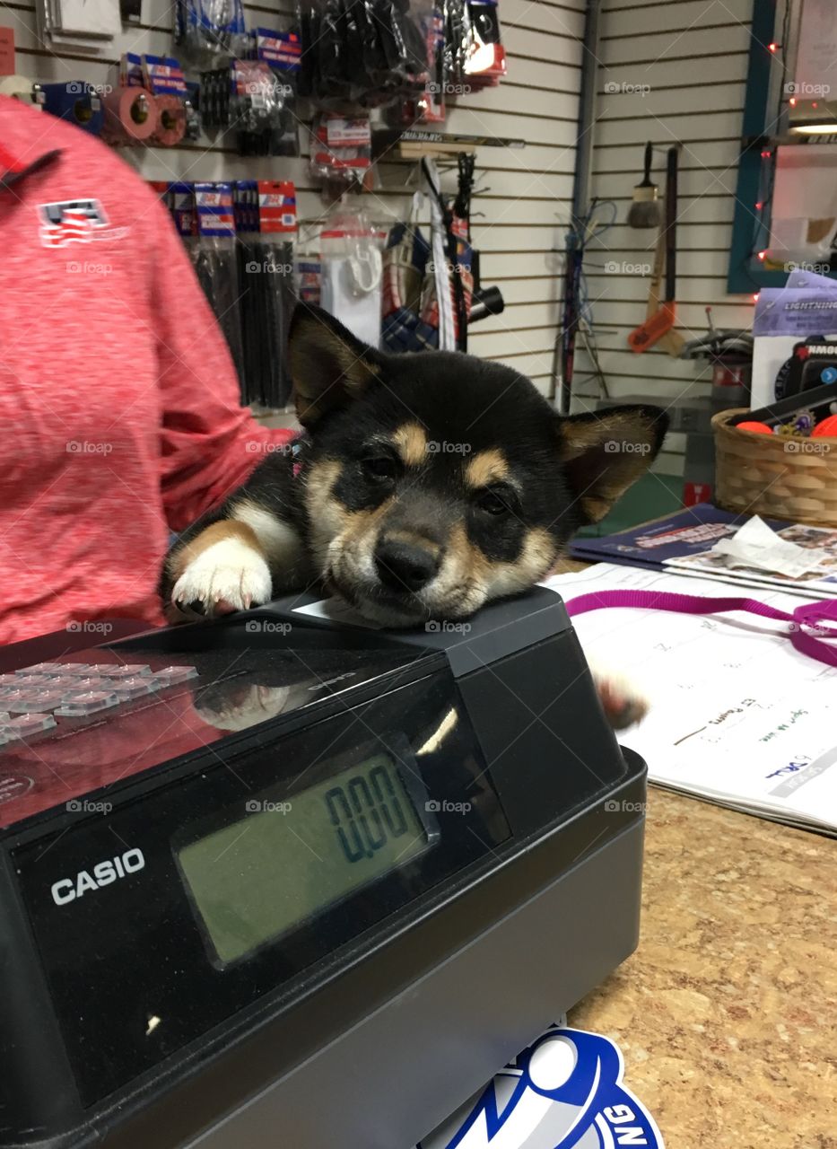 Dog leaning on cash register