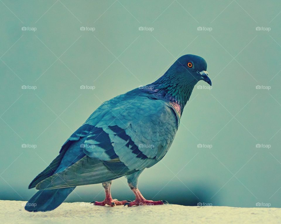 Bird photography  - Dove Closeup