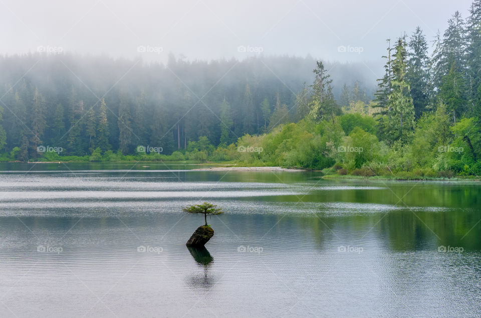 Tree floating in lake in a misty forest 