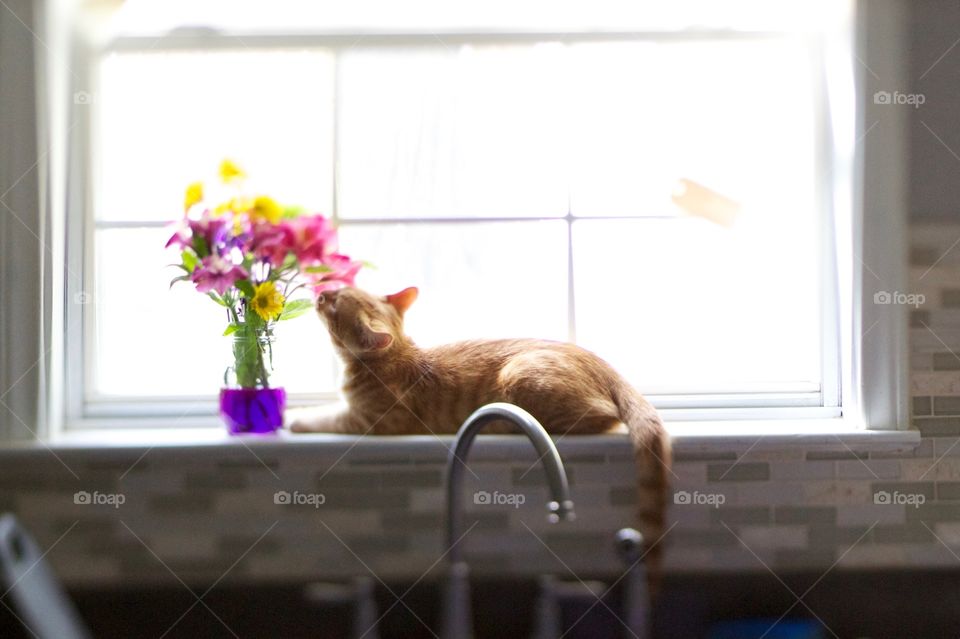 Cat smelling flowers on window sill