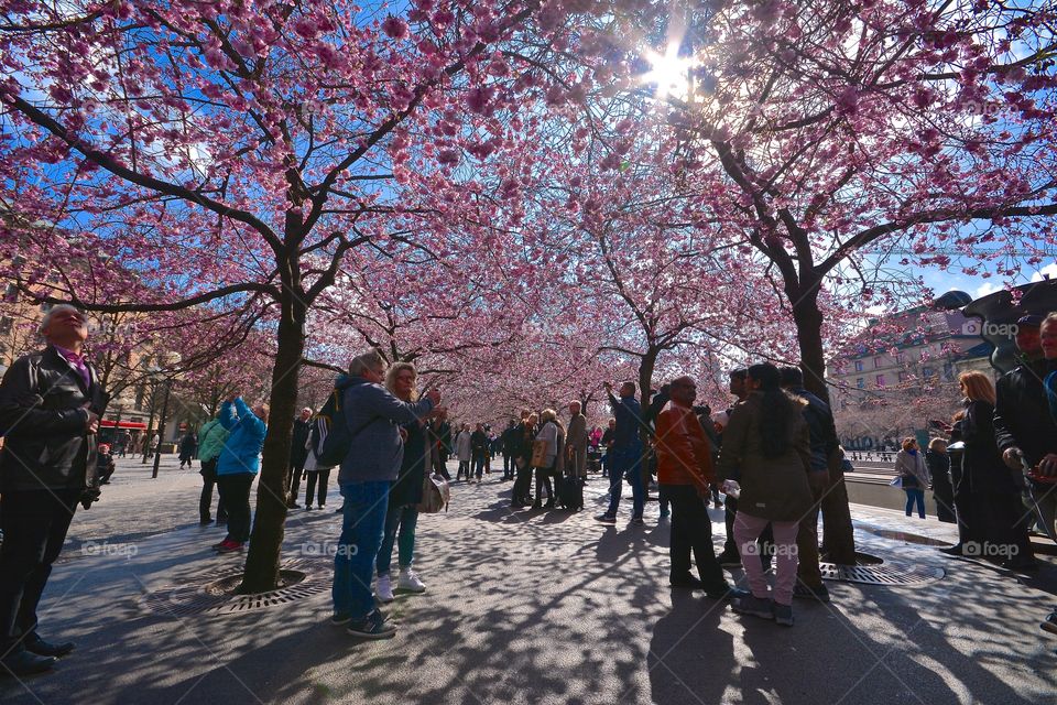 Cherry blossom in Kungsträdgården in Stockholm. Spring is in the air!