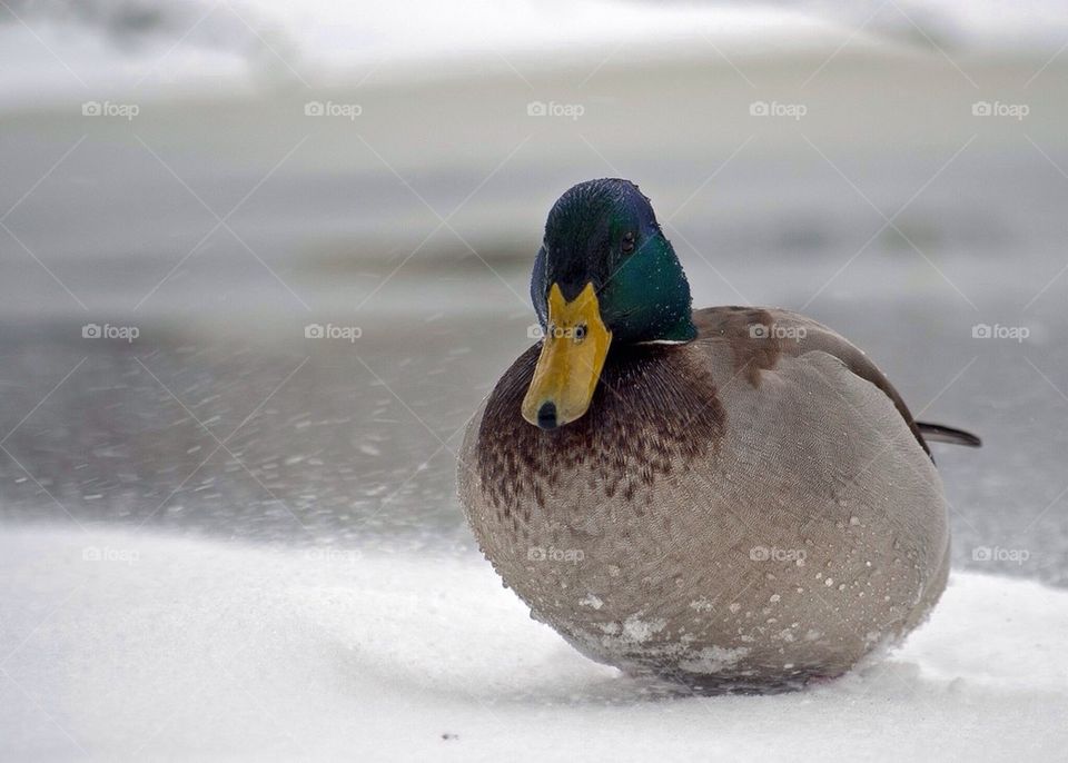 Duck in the snow