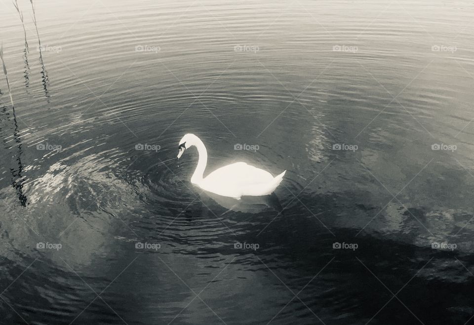 Swan on Bury Lake at Rickmansworth Aquadrome, Hertfordshire, in monochrome 