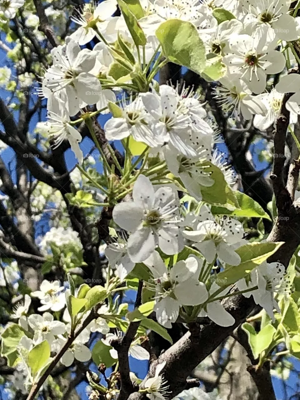 Admitting the cherry tree flowers close 