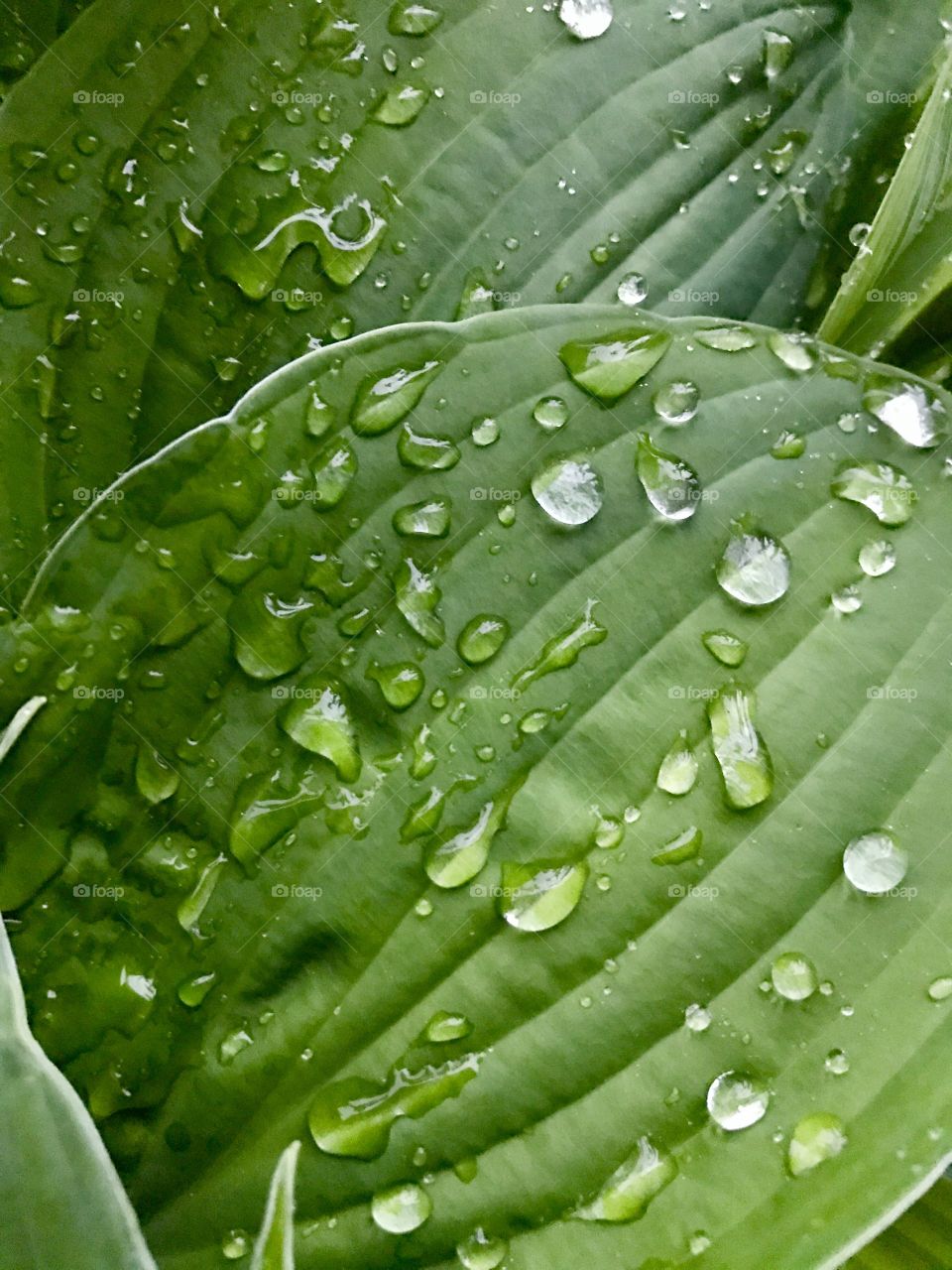 Raindrops on green leaves 