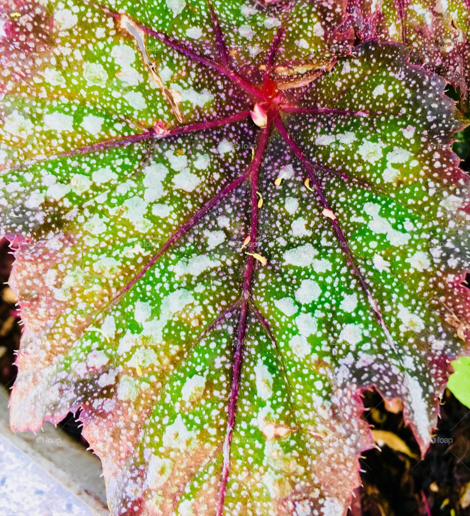 Begonia variegated leaf