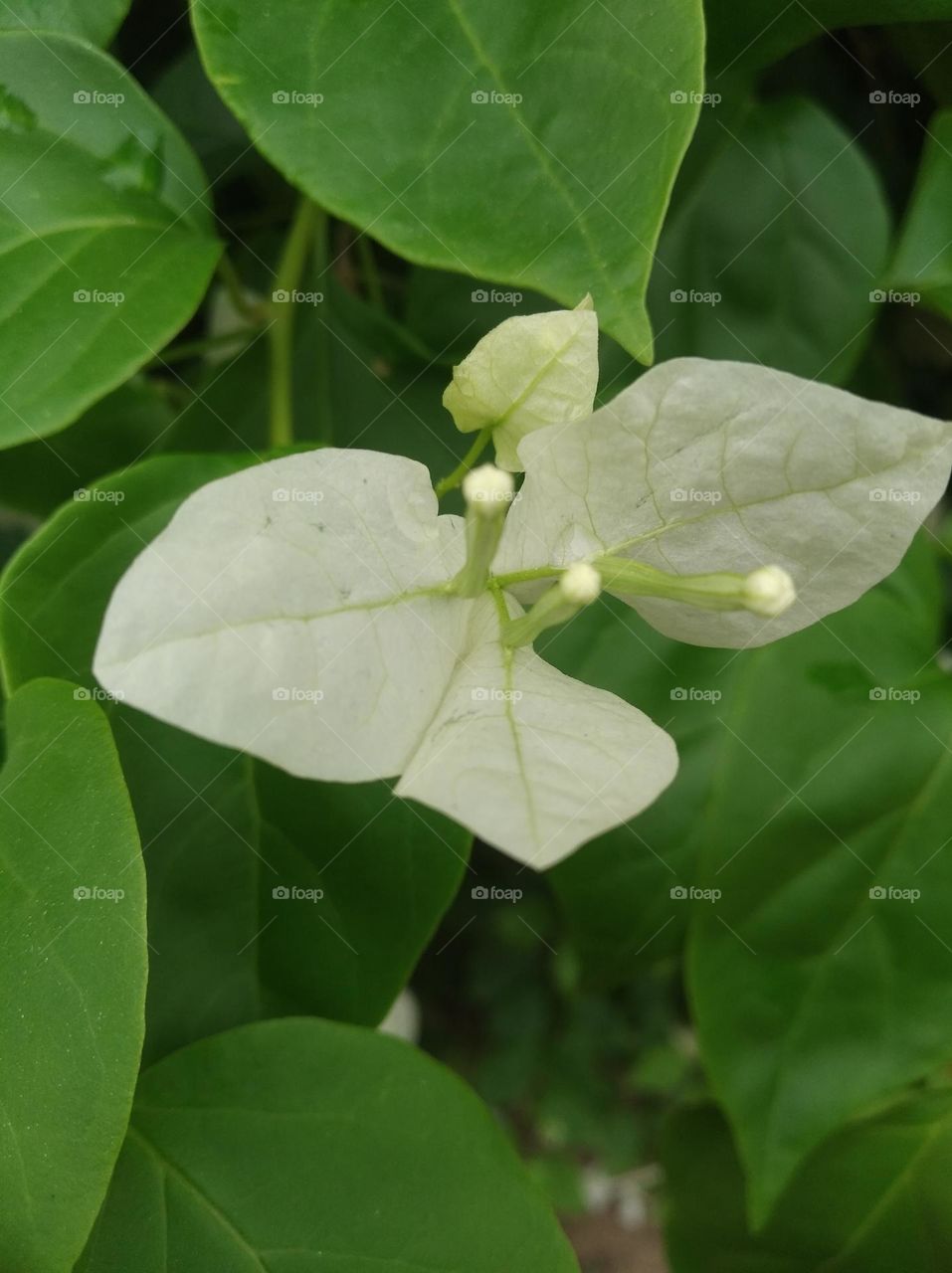 white flower seasonal fresh shurb small size looks very beautiful generally found everywhere seasonal