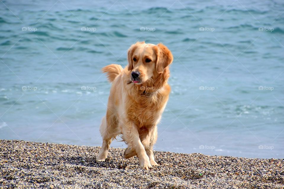 golden retrievers playing on the seaside