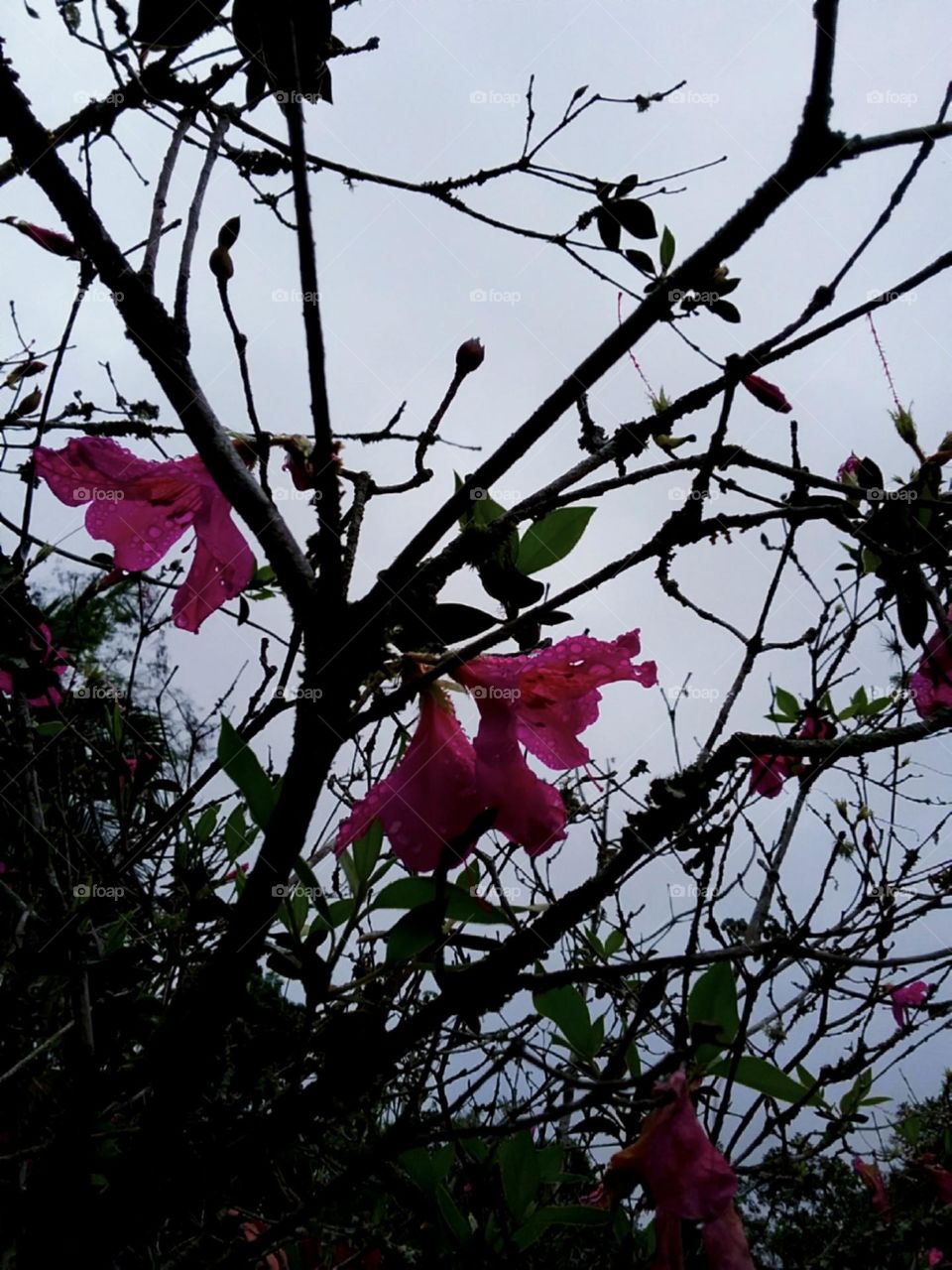 A azaleia da estação.