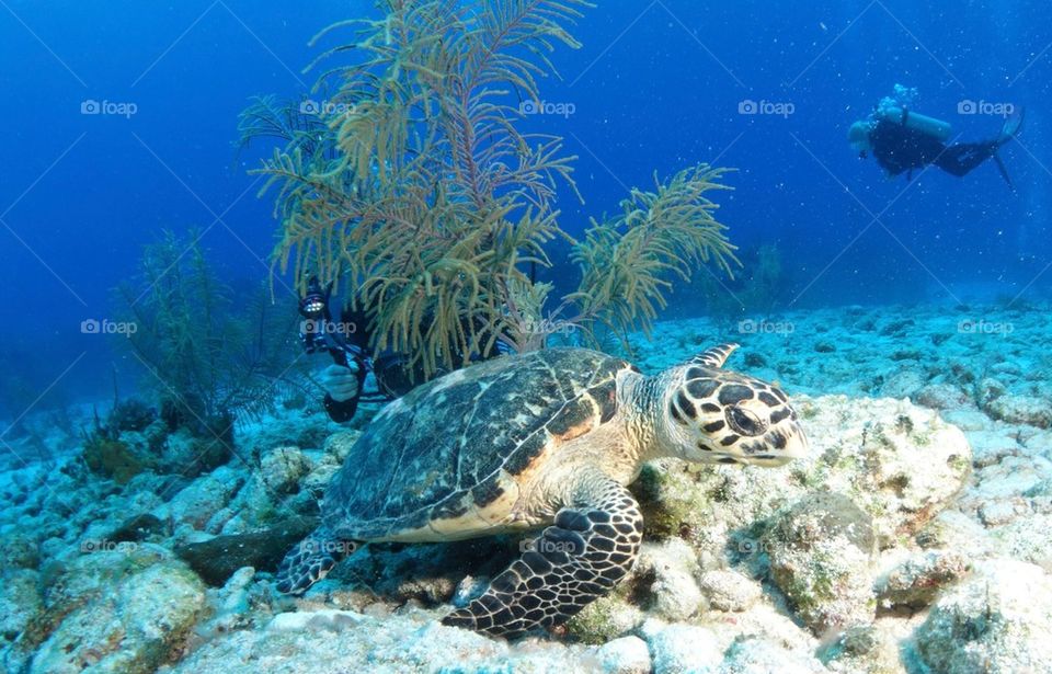 Cayman Turtle