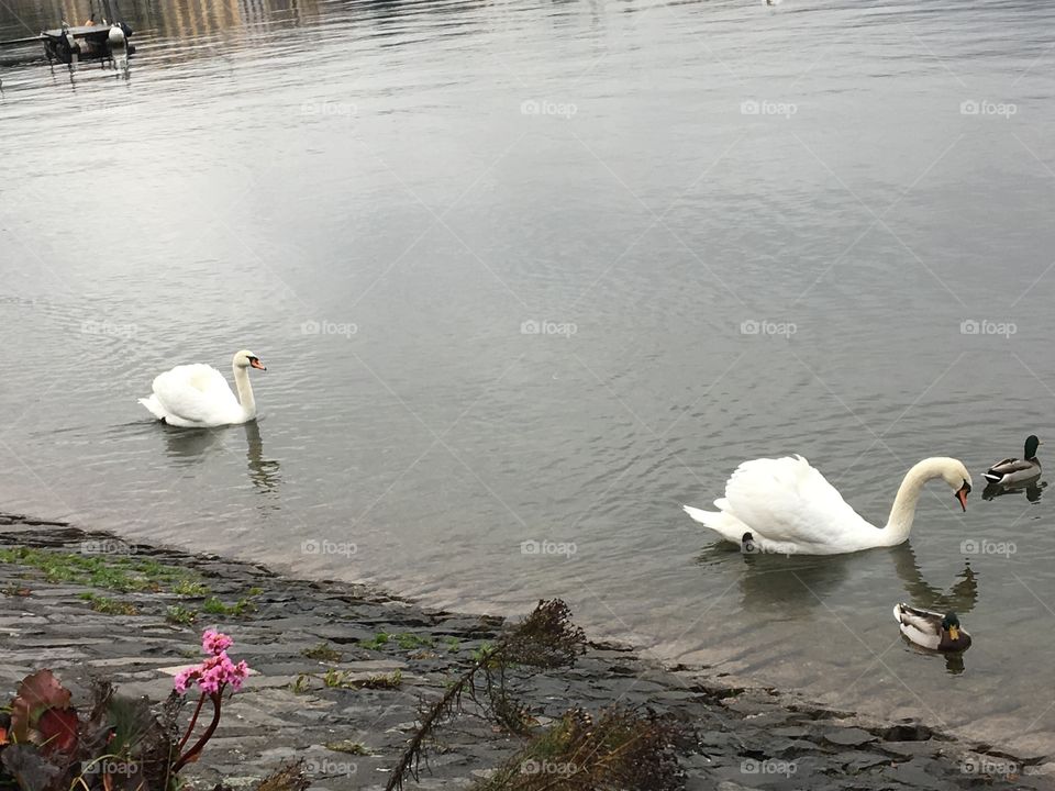 Swans