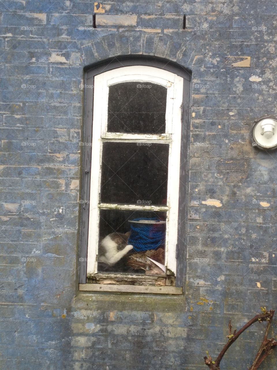 Cat & window