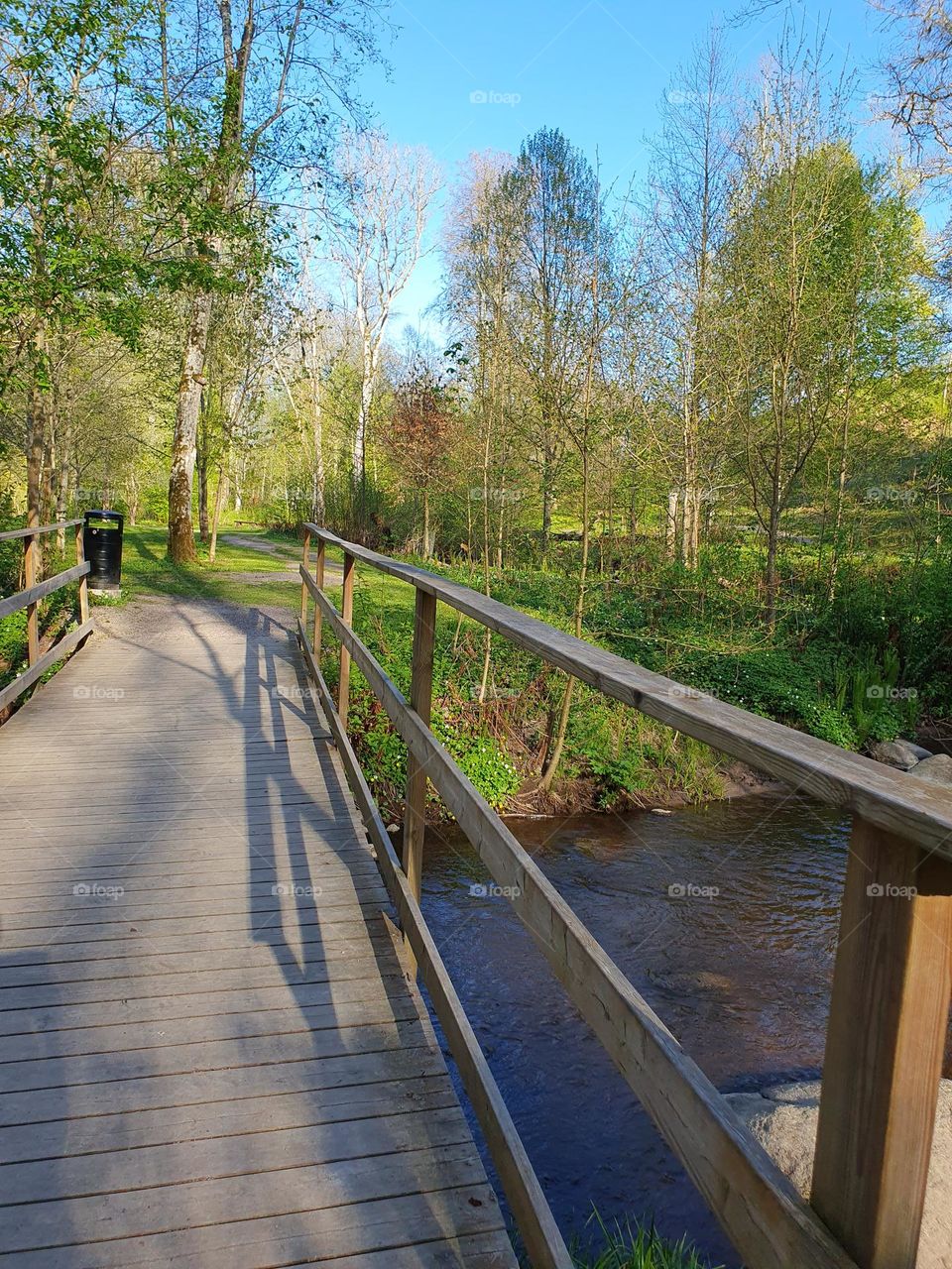 The lovley nature. forest