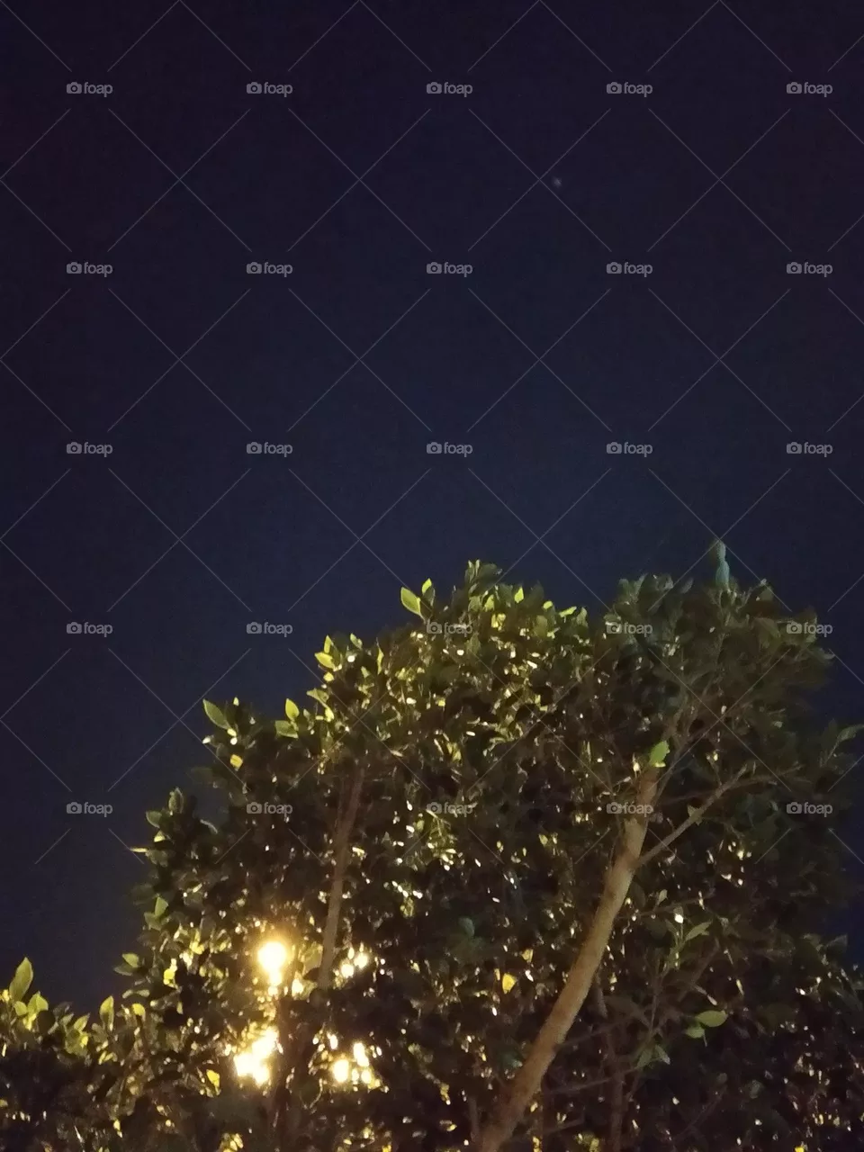 trees and sky