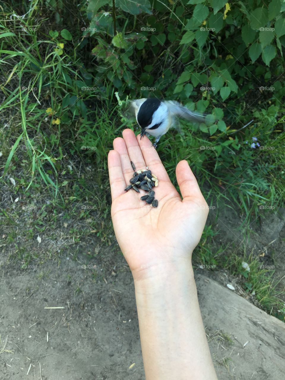 Chickadee 