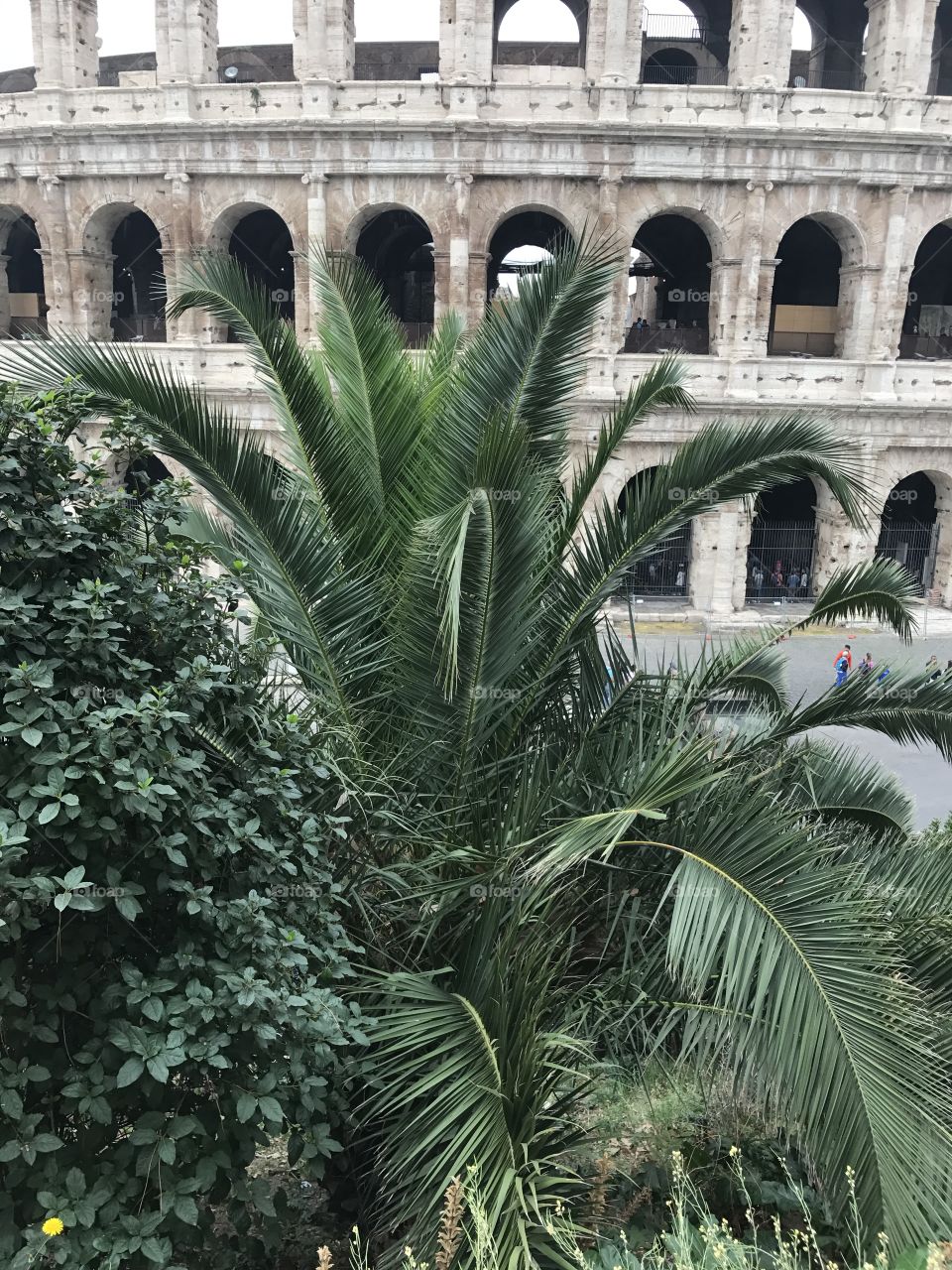 Tropical Colosseo 