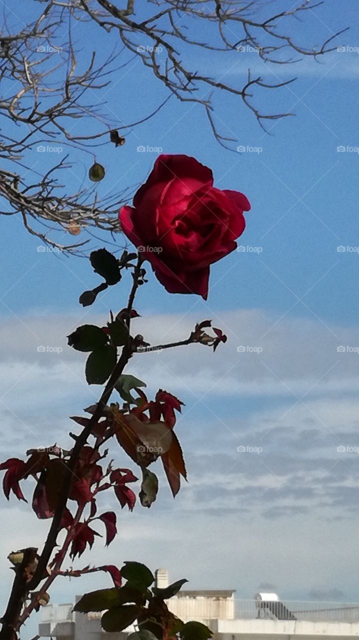 rose in the sky