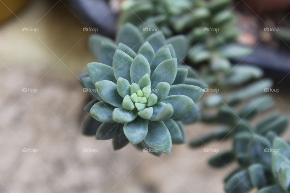suculents