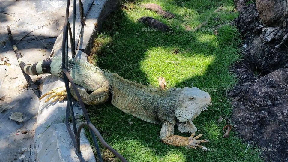 Iguana en El Parque
