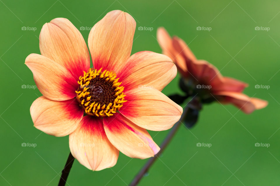 Beautiful orange color flowers, green grass background 