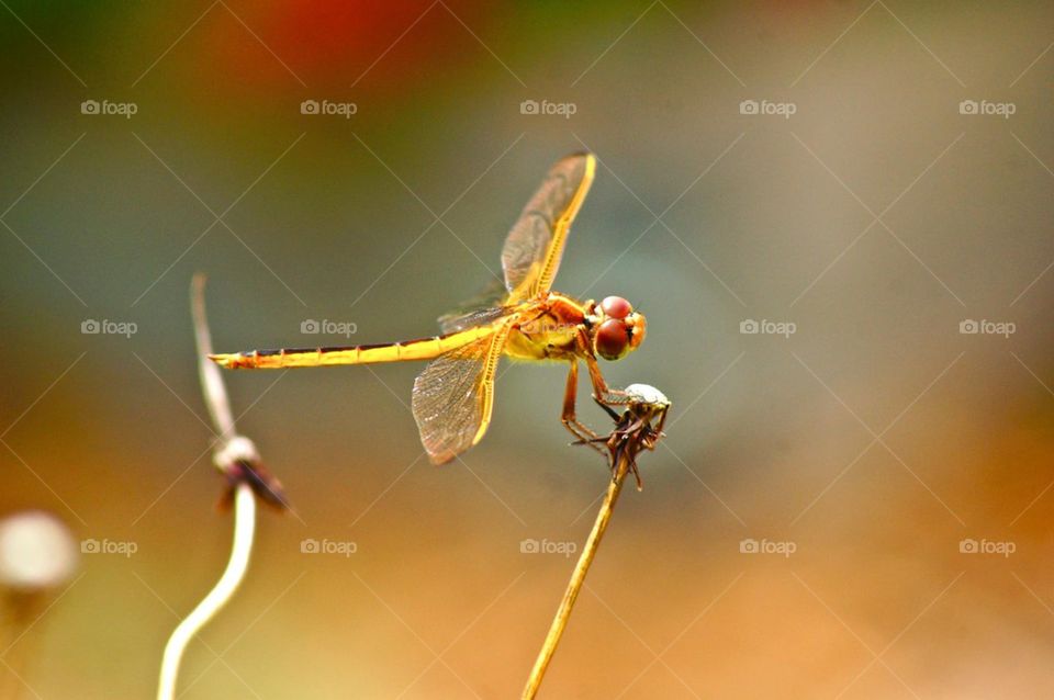 Dragonfly