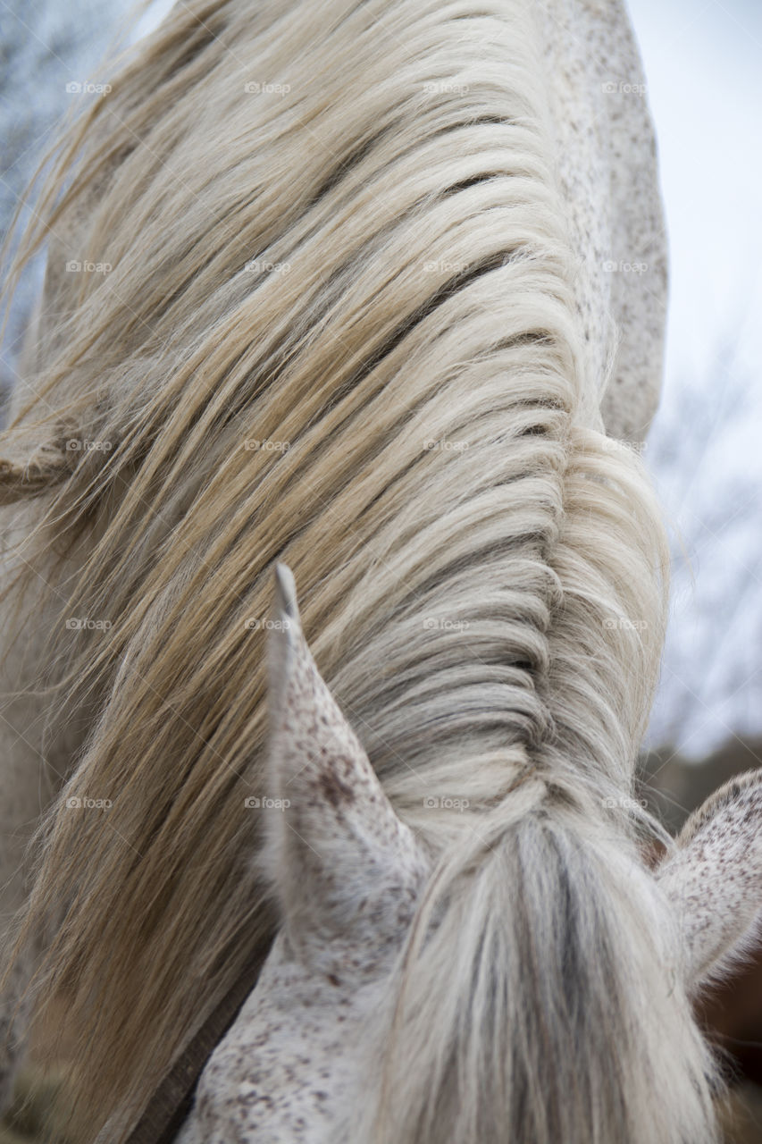 Horse portrait 