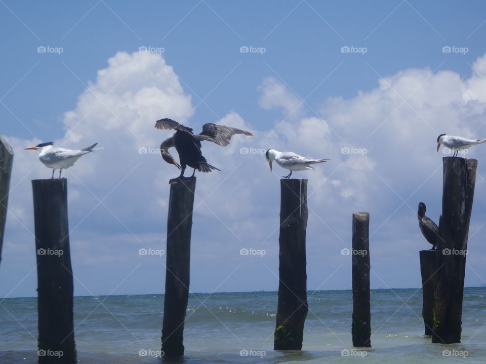 Water birds. Cormorants and terns on pilings on ocean in Mexico 