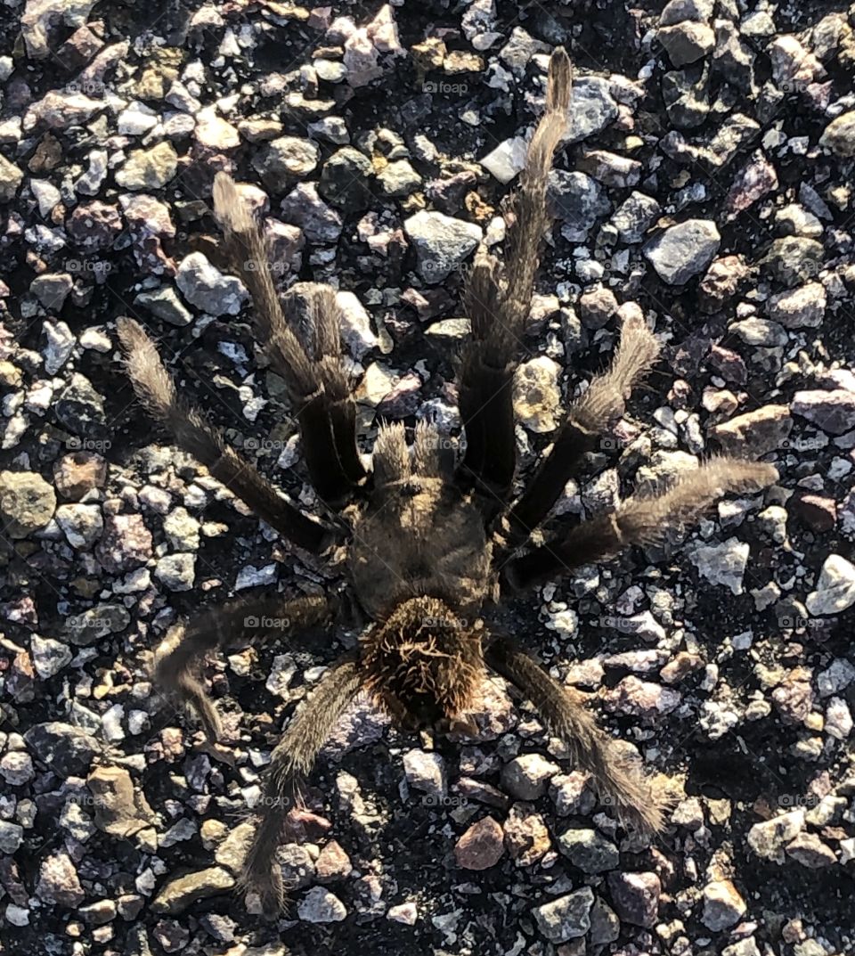 Tarantula crossing the road in California 