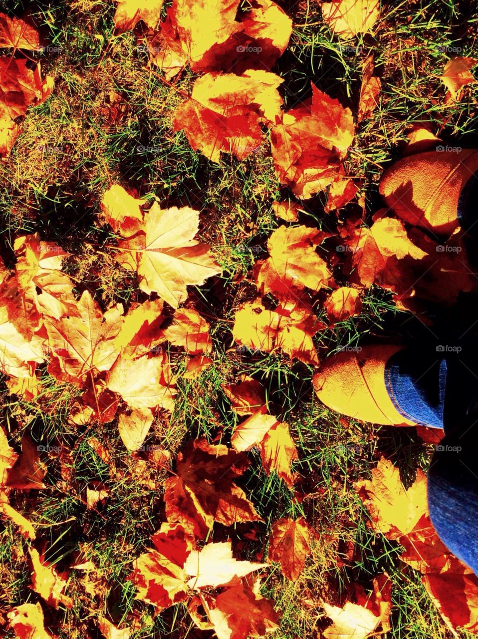 Fallen leaves on the ground