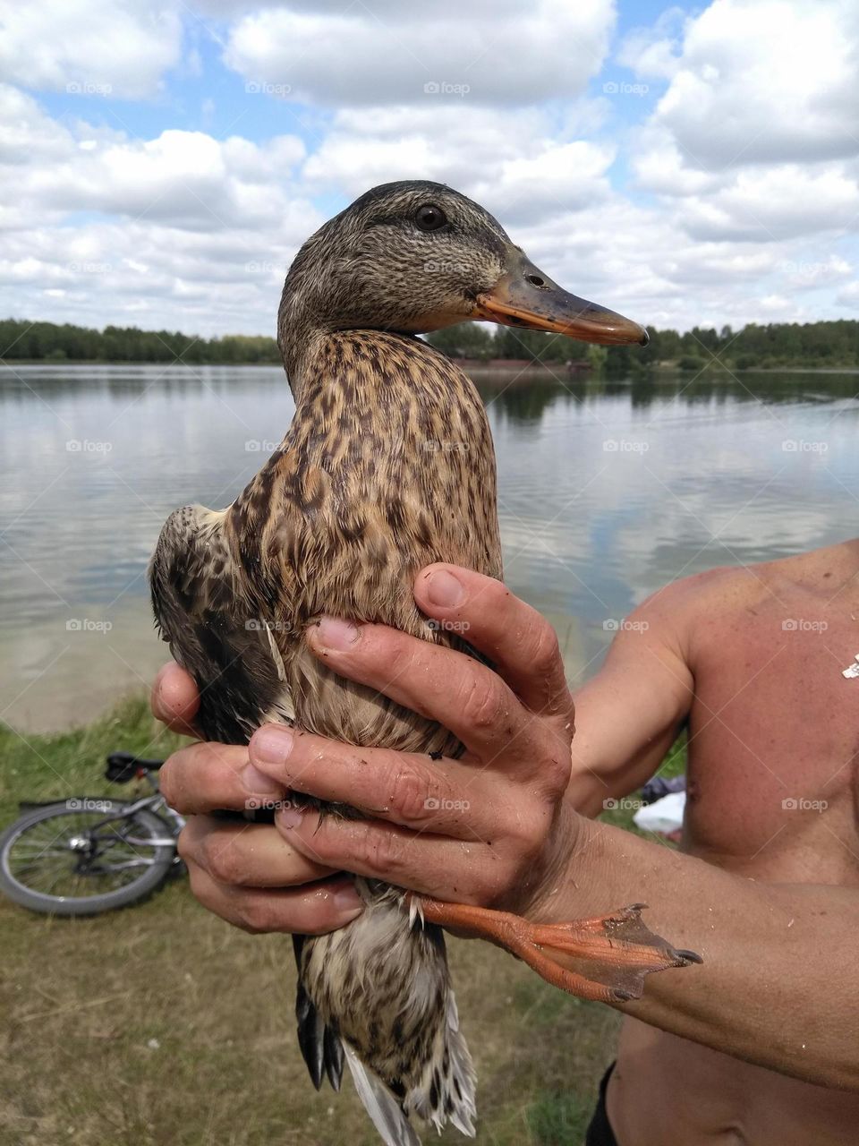 bird duck in the male hands close up mobile photography