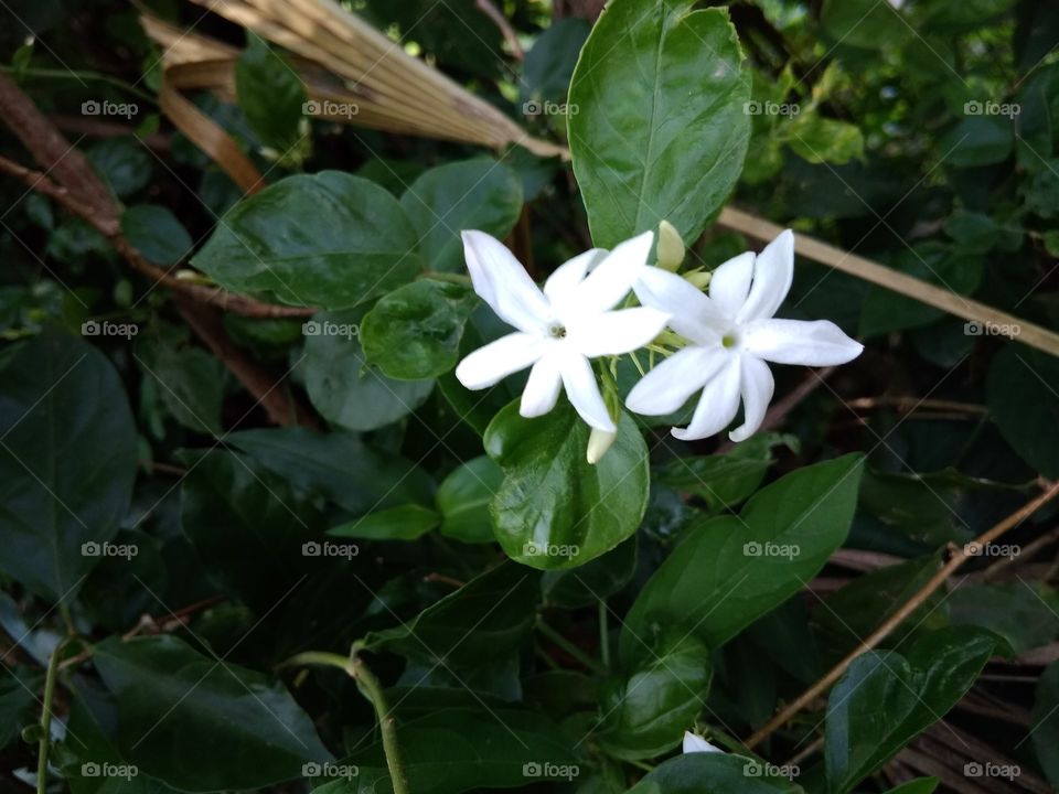 natural white flower
