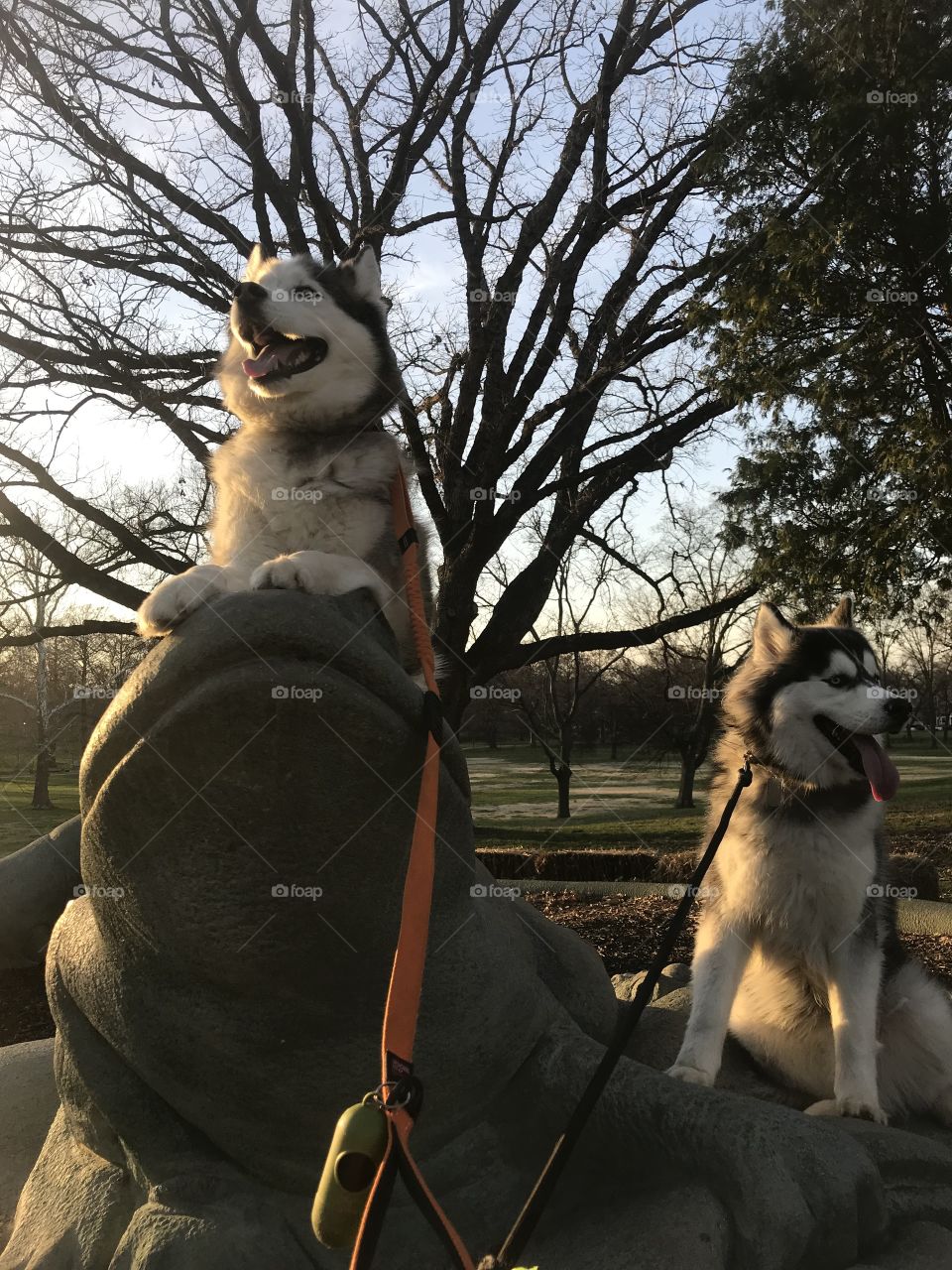 Happy huskies conquer the frog