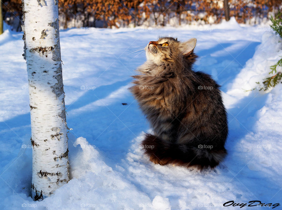 snow cat