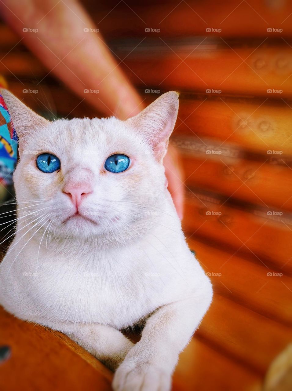 Lady supporting this beautiful pet for a nice photo.