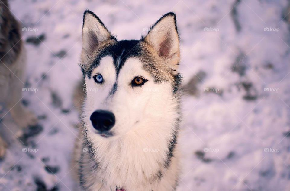 Heterochromia Husky