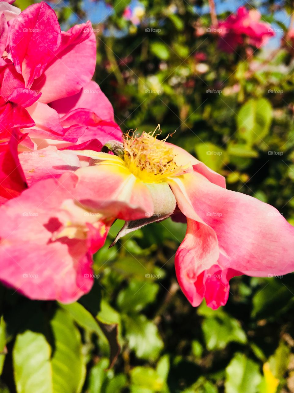 🌼#Flores do nosso #jardim, para alegrar e embelezar nosso dia!
#Jardinagem é nosso #hobby.
🌹
#flor #flowers #flower #pétalas #garden #natureza #nature #flora