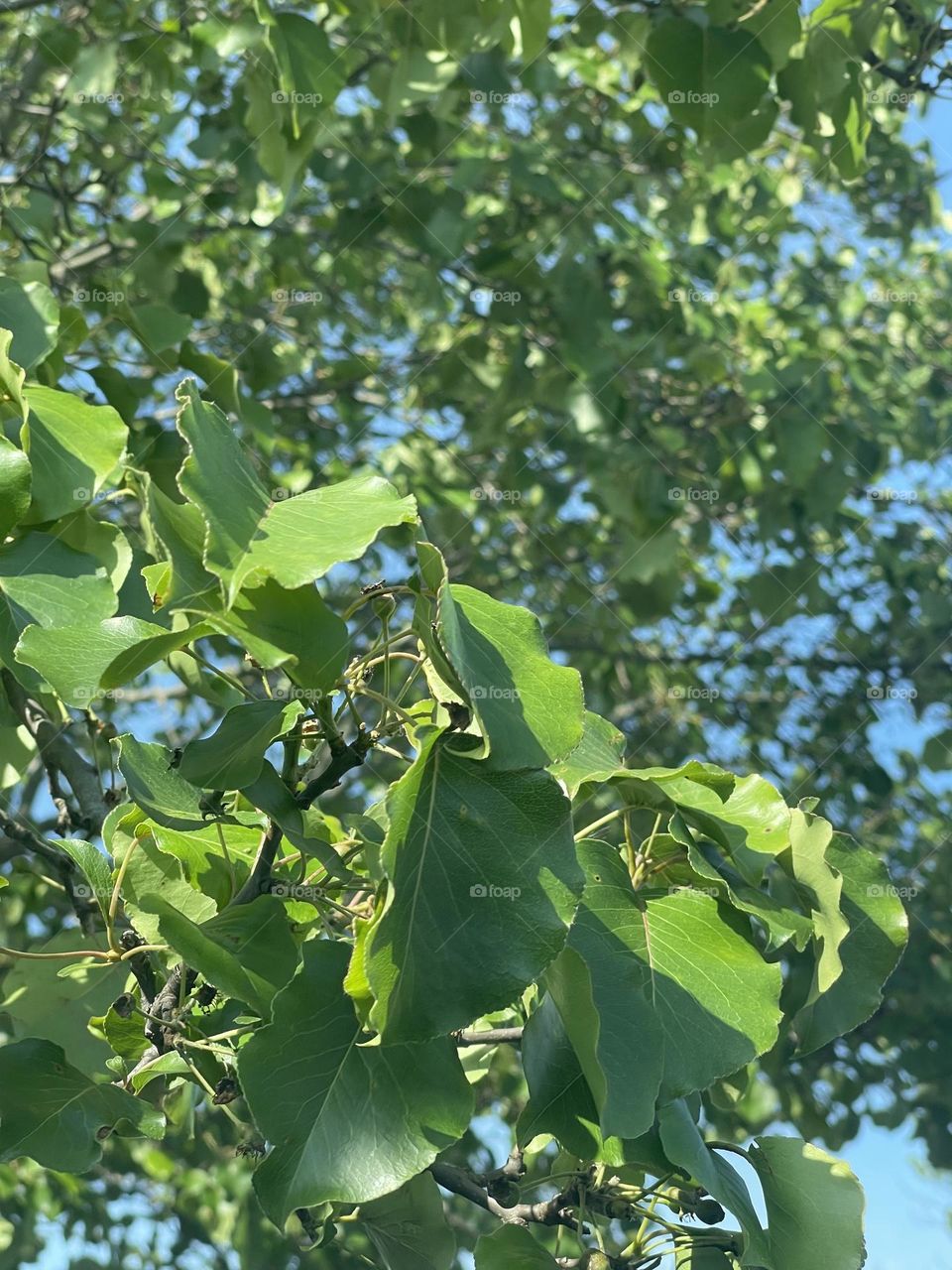 Beautiful Callery Pear Tree 