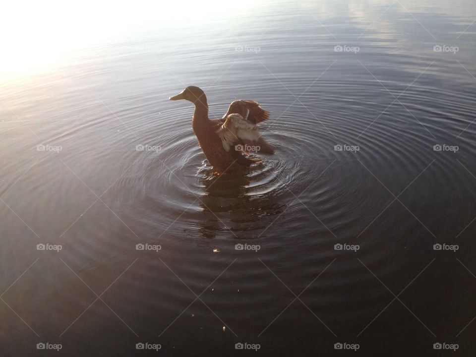 A ducks raise