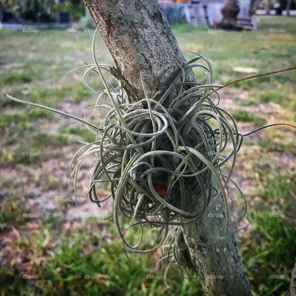 One of Floridas many air plants