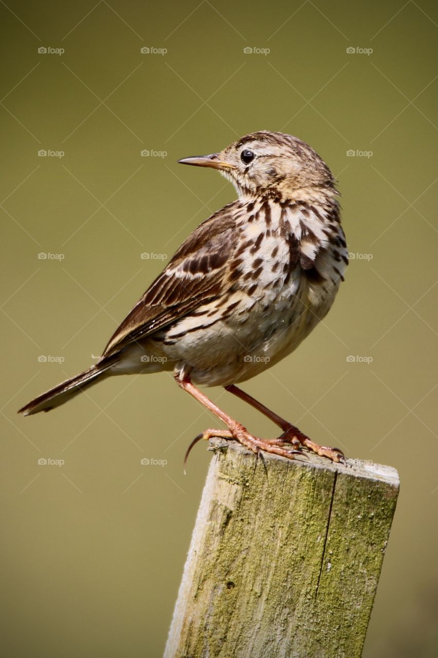 Pipits