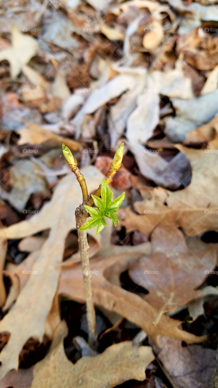 buds rising from autumn leaves to start spring